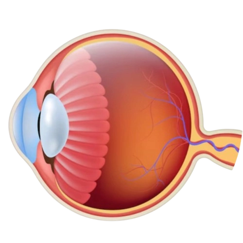 Best Cornea Specialist In Kolkata